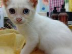 Odd Eyes Female Cat