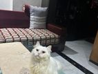Persian cat sell