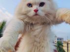 Odd Eyes Male Cat