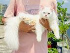 Odd eyes persian cat