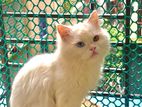 Odd eyes Persian