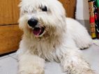 Old english sheepdog (Lhasa)