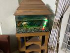 Aqurium with fish for sell