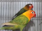 Olive Fischer lovebird