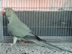 Olive Grey Ringneck Parrot Female