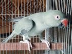 Olive Grey Ringneck Parrot টিয়া