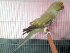 Olive Ringneck Parrot Male
