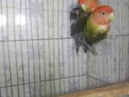 Olive Running Lovebirds Pair