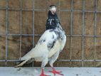 Bird For Sale