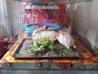 One pair Adult cute rabbit with cage