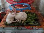 One pair adult rabbit