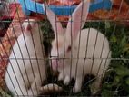 one pair adult white rabbit