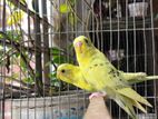 One pair baby budgerigar is for sale