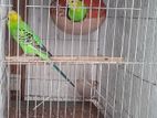 One pair budgerigar