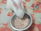 One Pair Rabbit for Sell