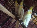 Budgerigars for sell