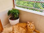 Cat For Sale