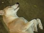 Dog sell