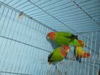 Love bird for sell