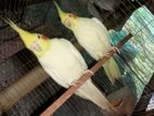 Cockatiel for sale