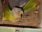 Birds For Sell