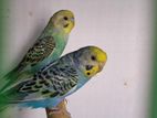 Opaline Budgie Pair