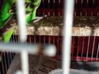 Opaline (green and yellow) budgiegar breeding pair