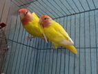 Opaline love bird