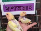 Opaline Love Bird