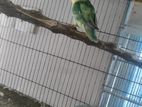 Opaline Love bird