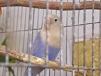 Opaline Lovebird Female