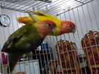 Opaline Lovebird