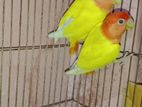 Opaline Lovebirds