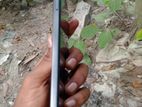 Tecno SPARK 30 C (Used)