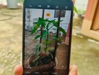 OPPO A17 (4&64) (Used)