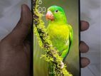 OPPO A53 8/256 (Used)
