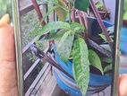 OPPO A54 6/128এখনো খোলা হয় নি (Used)