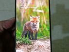 OPPO F17 6/128 (Used)