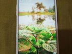 OPPO F1s (Used)