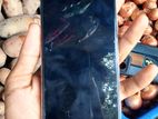 OPPO F21 Pro . (Used)