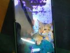 OPPO Reno 6 (Used)