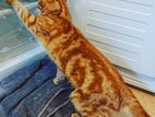 Orange ginger cat,Foreign breed