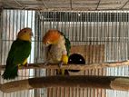 Orange head Caique parrot for sell