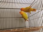 Orange Head Lime Opaline Lovebird