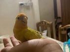 orange head love bird