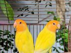 Orange Head Opline lovebird