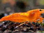 Orange Shrimp