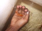 orenda goldfish