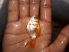 Orenda Goldfish