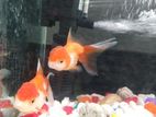 orenda goldfish